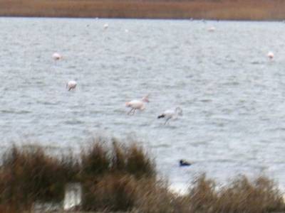 Daroca Salvaje_Gallocanta-Pinsapar de Orcajo; el hundimiento lagunas de ruidera actividades para sin